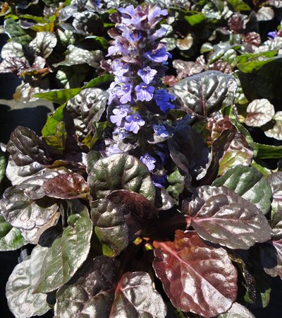 Bugle Weed Black Scallop